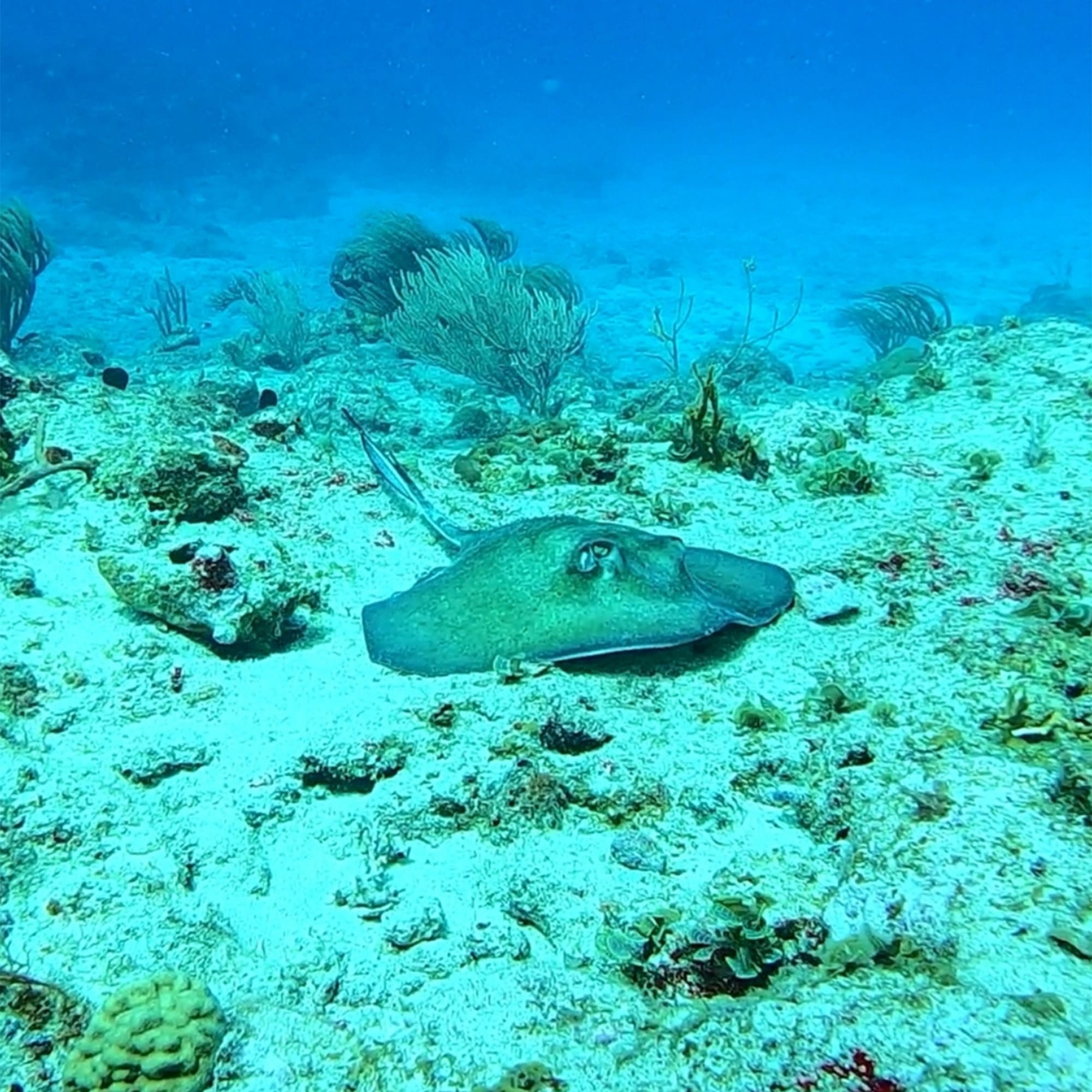 Explore Sint Maarent's waters