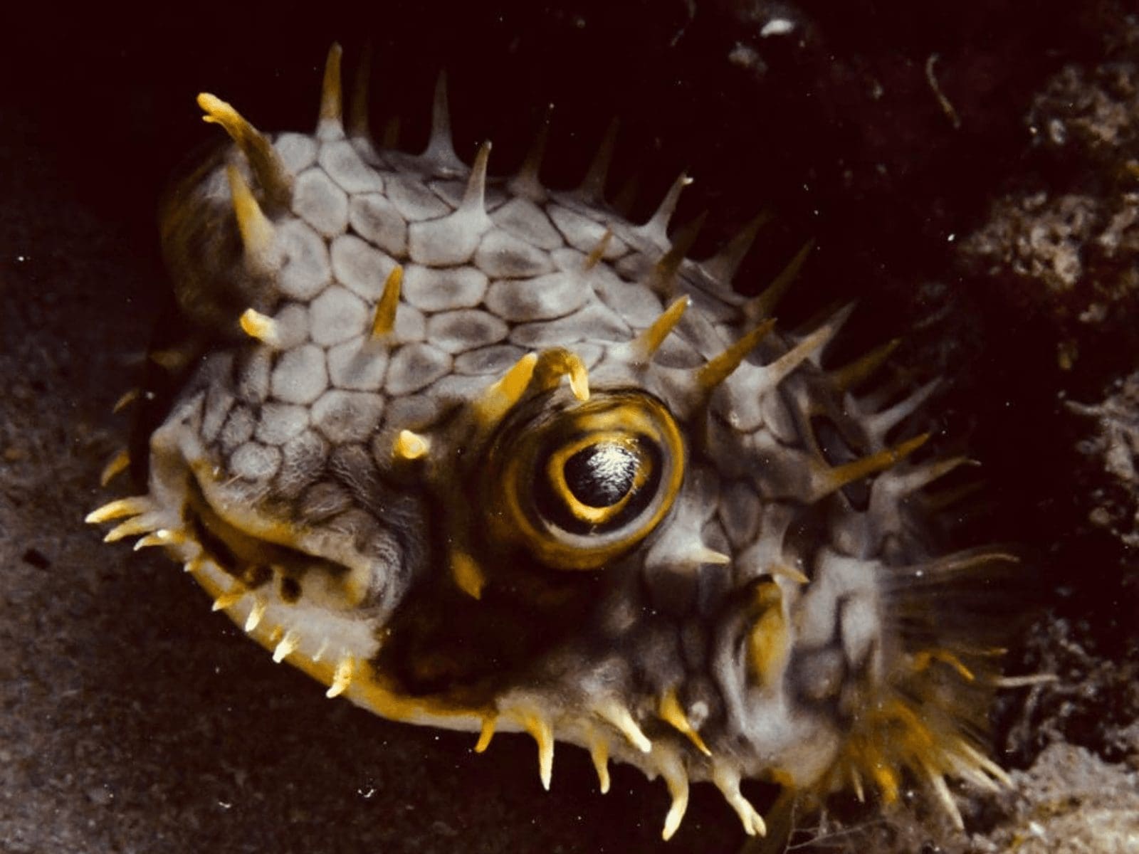 Porcupinefish Sint Maarten