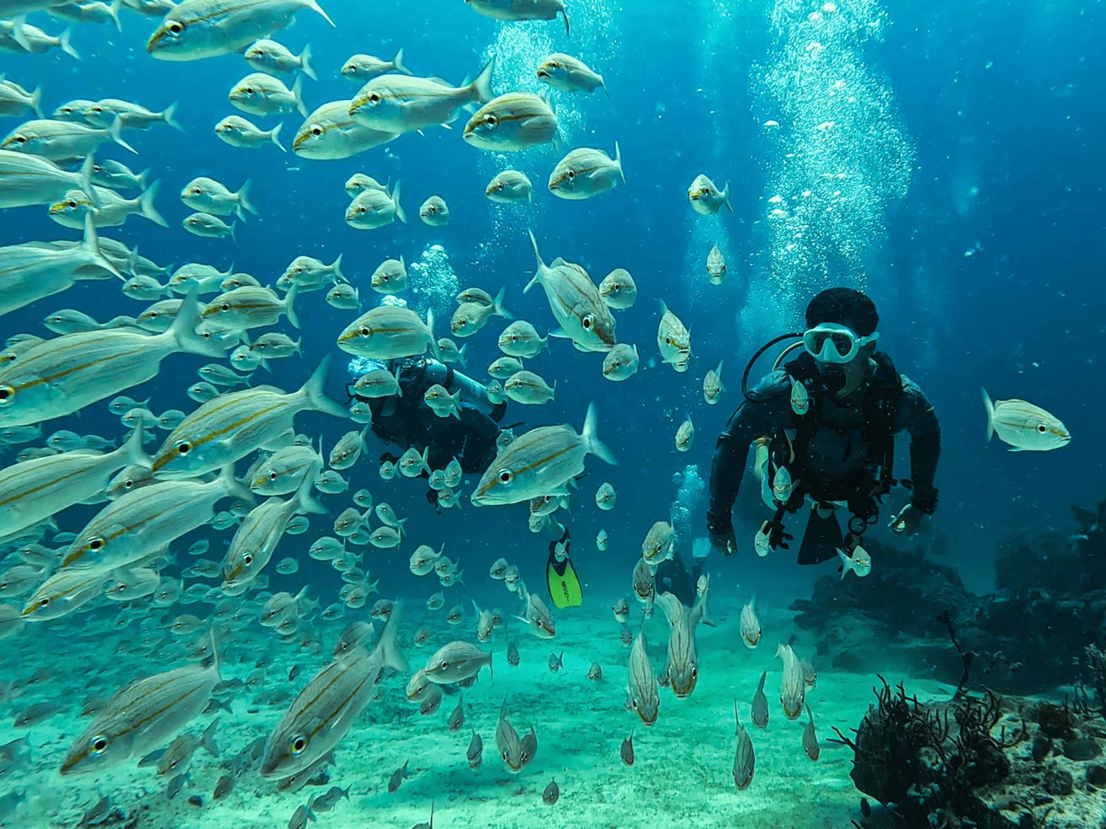 Diver surrounded by Tomtates, The Bridge, Sint Maarten